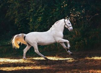 Horse Betting Markets: Everything You Need To Know In 2024