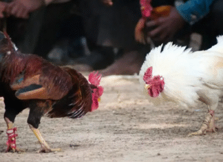 The Ultimate Guide To One-Hit Cockfighting With Daga One-Hit Cockfighting