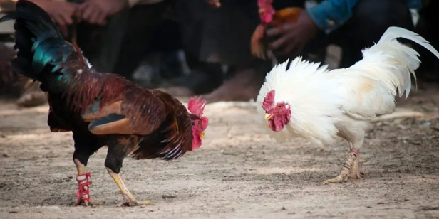 One-Hit Cockfighting