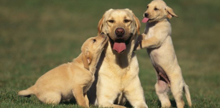 Dreaming About Dogs - Detailed Meaning And Interpretation