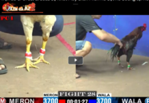 Xom Ga AZ – An Online Cockfighting Paradise Gathering Millions of Members