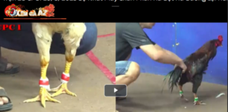 Xom Ga AZ – An Online Cockfighting Paradise Gathering Millions of Members