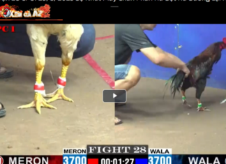 Xom Ga AZ – An Online Cockfighting Paradise Gathering Millions of Members