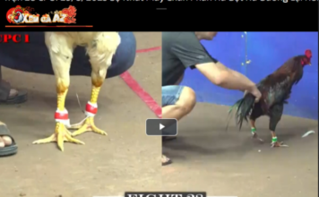 Xom Ga AZ – An Online Cockfighting Paradise Gathering Millions of Members