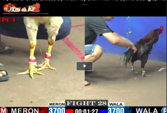 Online Cockfighting 